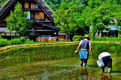 0114-Shirakawago-001