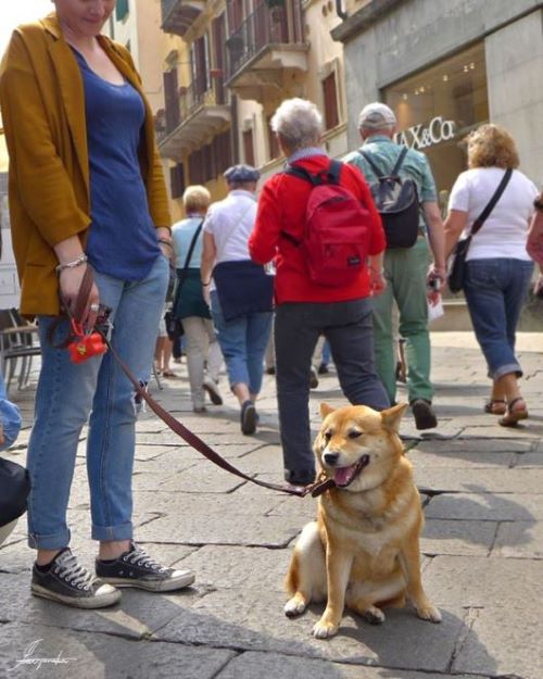 ヴェローナで出会った柴犬