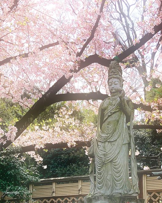 東京、清澄白河のお寺さんの桜
