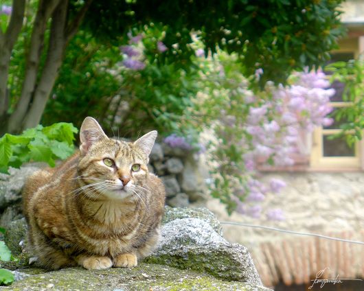 フランス南部「ウス」の村で出会った猫