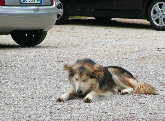 カステル･デル･モンテの麓で居眠りする犬