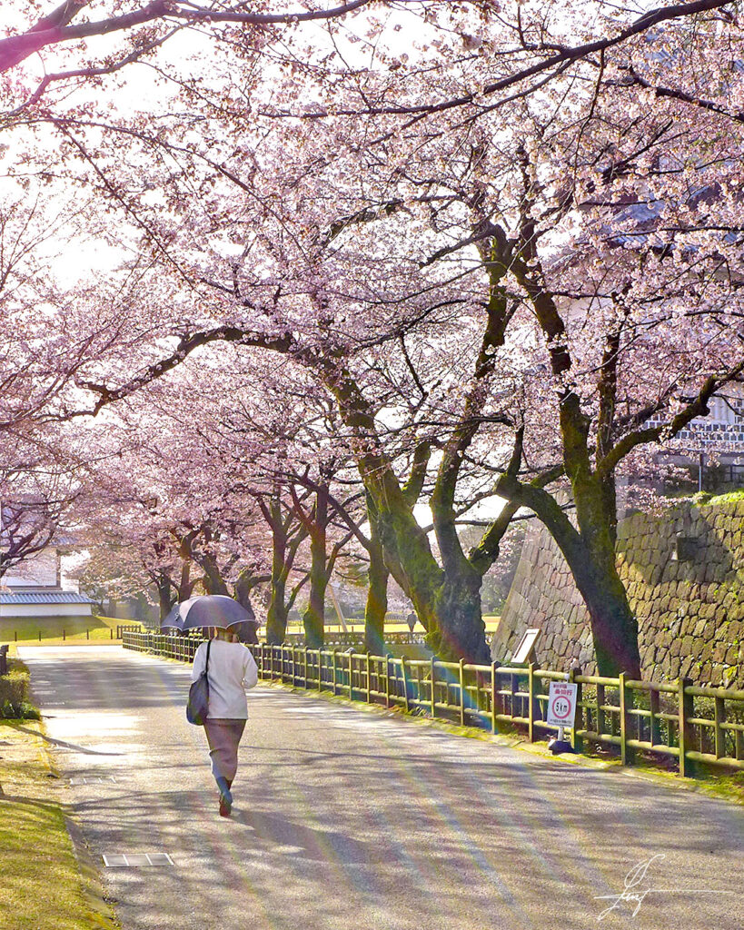 金沢城址公園内の桜