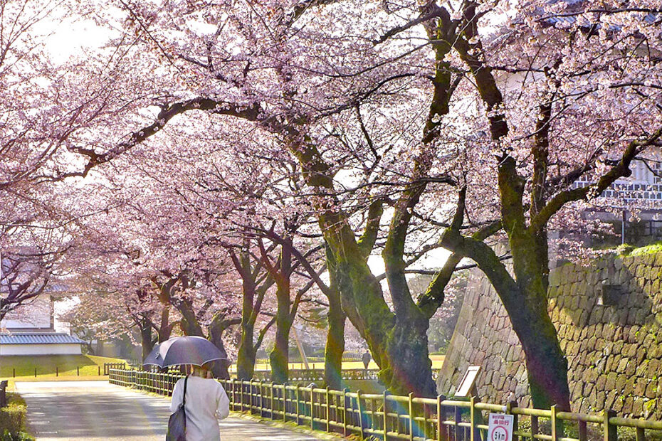 金沢城址公園内の桜