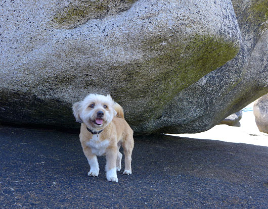 フランス、ブルターニュ地方、メネ･アムの海岸で出会った可愛い犬「キャラメル」くん。